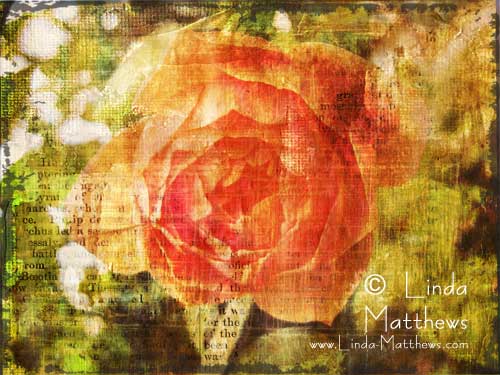 Album Summer roses Album Summer roses